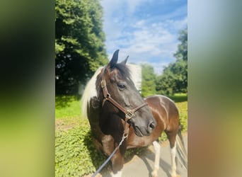 Belgisch Warmbloed, Ruin, 10 Jaar, 157 cm, Gevlekt-paard