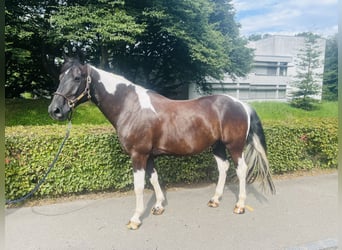 Belgisch Warmbloed, Ruin, 10 Jaar, 157 cm, Gevlekt-paard