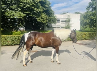 Belgisch Warmbloed, Ruin, 10 Jaar, 157 cm, Gevlekt-paard