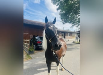 Belgisch Warmbloed, Ruin, 10 Jaar, 157 cm, Gevlekt-paard