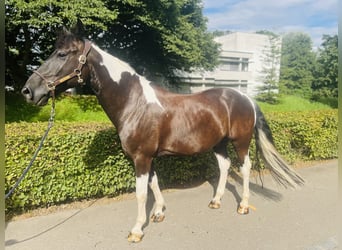 Belgisch Warmbloed, Ruin, 10 Jaar, 157 cm, Gevlekt-paard