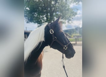 Belgisch Warmbloed, Ruin, 10 Jaar, 157 cm, Gevlekt-paard