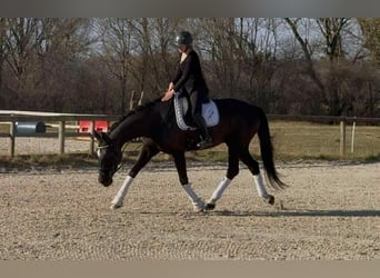 Belgisch Warmbloed, Ruin, 10 Jaar, 167 cm, Zwart