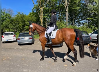 Belgisch Warmbloed, Ruin, 10 Jaar, 170 cm, Bruin