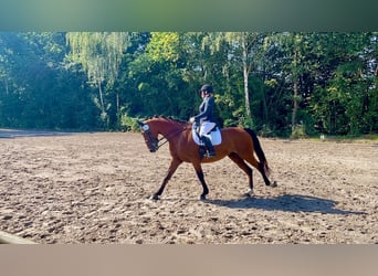 Belgisch Warmbloed, Ruin, 10 Jaar, 170 cm, Bruin