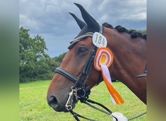 Belgisch Warmbloed, Ruin, 10 Jaar, 170 cm, Bruin