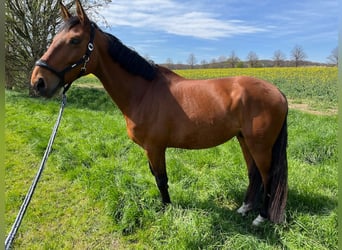 Belgisch Warmbloed, Ruin, 10 Jaar, 170 cm, Bruin