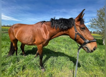 Belgisch Warmbloed, Ruin, 10 Jaar, 170 cm, Bruin