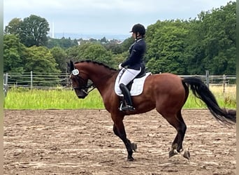 Belgisch Warmbloed, Ruin, 10 Jaar, 170 cm, Bruin