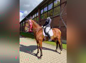 Belgisch Warmbloed, Ruin, 10 Jaar, 170 cm, Bruin