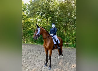 Belgisch Warmbloed, Ruin, 10 Jaar, 170 cm, Bruin