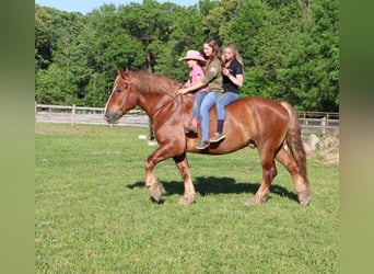 Belgisch Warmbloed, Ruin, 10 Jaar, 173 cm, Donkere-vos