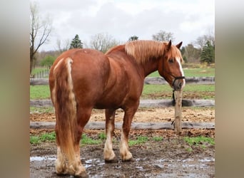 Belgisch Warmbloed, Ruin, 10 Jaar, 173 cm, Donkere-vos