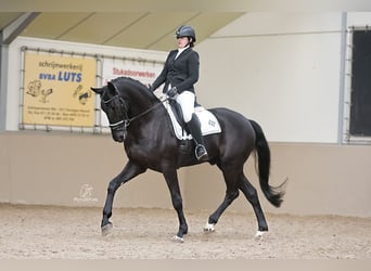 Belgisch Warmbloed, Ruin, 10 Jaar, 180 cm, Zwart