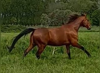 Belgisch Warmbloed, Ruin, 10 Jaar, Donkerbruin