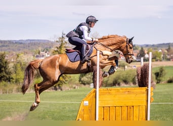 Belgisch Warmbloed, Ruin, 11 Jaar, 164 cm, Vos