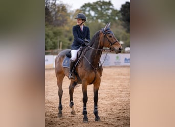 Belgisch Warmbloed, Ruin, 11 Jaar, 167 cm, Bruin