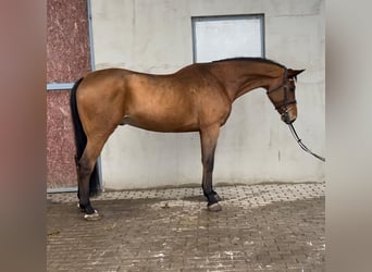 Belgisch Warmbloed, Ruin, 11 Jaar, 168 cm, Bruin