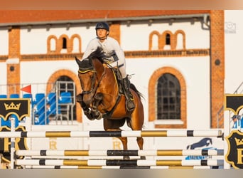 Belgisch Warmbloed, Ruin, 11 Jaar, 168 cm, Bruin