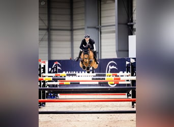 Belgisch Warmbloed, Ruin, 11 Jaar, 168 cm, Bruin