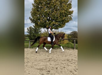 Belgisch Warmbloed, Ruin, 11 Jaar, 168 cm, Roodbruin