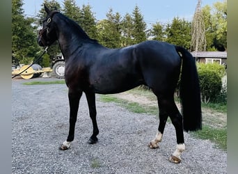 Belgisch Warmbloed, Ruin, 11 Jaar, 170 cm, Zwartbruin