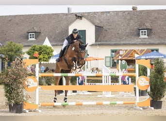 Belgisch Warmbloed, Ruin, 11 Jaar, 172 cm, Bruin