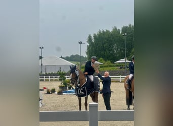 Belgisch Warmbloed, Ruin, 12 Jaar, 168 cm, Vos