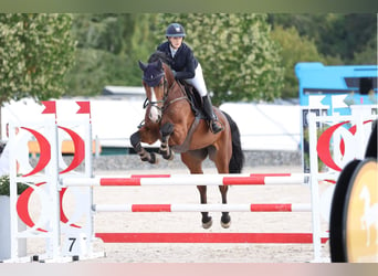 Belgisch Warmbloed, Ruin, 12 Jaar, 170 cm, Bruin