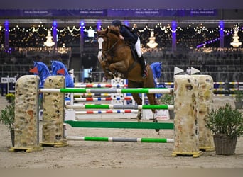 Belgisch Warmbloed, Ruin, 12 Jaar, 171 cm, Donkere-vos