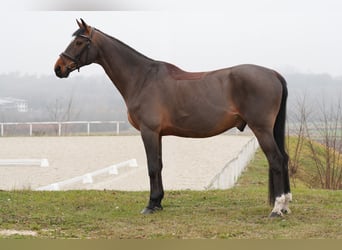 Belgisch Warmbloed, Ruin, 12 Jaar, 172 cm, Roodbruin