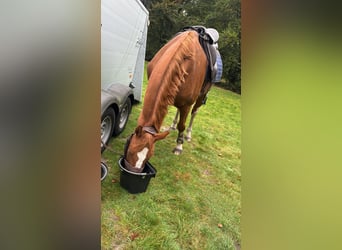 Belgisch Warmbloed, Ruin, 12 Jaar, 173 cm, Vos