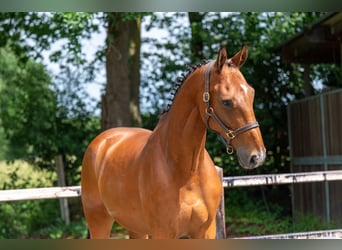 Belgisch Warmbloed, Ruin, 12 Jaar, 175 cm, Bruin