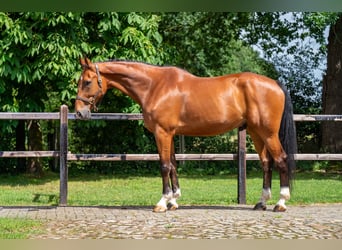 Belgisch Warmbloed, Ruin, 12 Jaar, 175 cm, Bruin