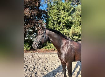 Belgisch Warmbloed, Ruin, 12 Jaar, 175 cm, Zwart