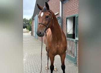 Belgisch Warmbloed, Ruin, 12 Jaar, 178 cm, Bruin