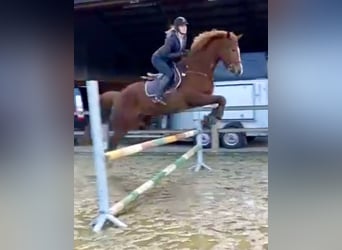 Belgisch Warmbloed, Ruin, 13 Jaar, 165 cm, Vos