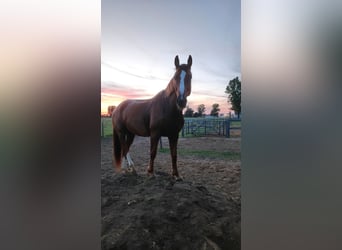 Belgisch Warmbloed, Ruin, 13 Jaar, 168 cm, Vos