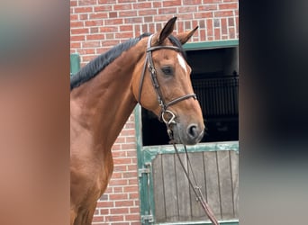 Belgisch Warmbloed, Ruin, 13 Jaar, 172 cm, Bruin