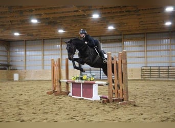 Belgisch Warmbloed, Ruin, 13 Jaar, Roodbruin