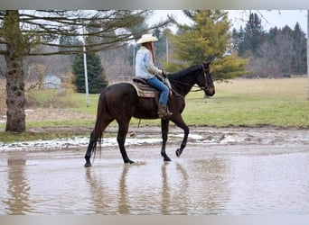 Belgisch Warmbloed, Ruin, 13 Jaar, Roodbruin