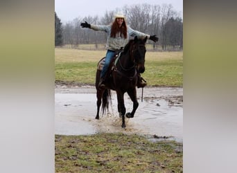 Belgisch Warmbloed, Ruin, 13 Jaar, Roodbruin