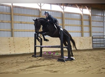 Belgisch Warmbloed, Ruin, 13 Jaar, Roodbruin