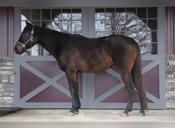 Belgisch Warmbloed, Ruin, 13 Jaar, Roodbruin