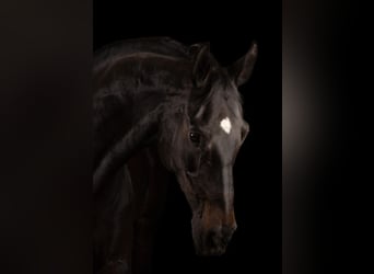 Belgisch Warmbloed, Ruin, 14 Jaar, 165 cm, Zwart