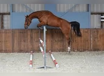 Belgisch Warmbloed, Ruin, 14 Jaar, 170 cm, Bruin