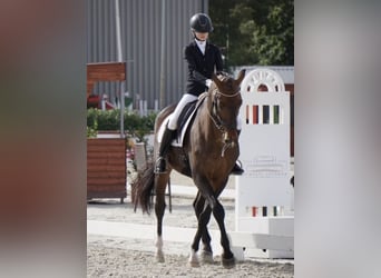 Belgisch Warmbloed, Ruin, 14 Jaar, 170 cm, Roodbruin