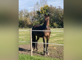 Belgisch Warmbloed, Ruin, 14 Jaar, 170 cm, Roodbruin