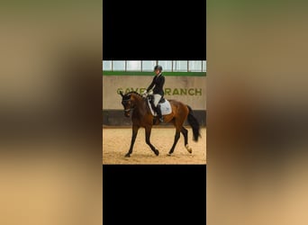 Belgisch Warmbloed, Ruin, 14 Jaar, 173 cm, Bruin