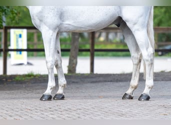 Belgisch Warmbloed, Ruin, 14 Jaar, 174 cm, Schimmel